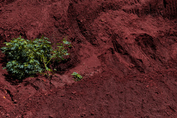 Superfície de terra vermelha. Plantas verdes