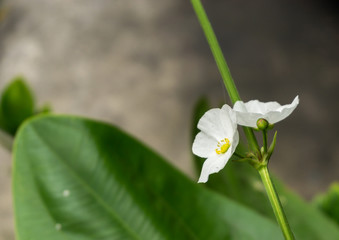White flower and blur background in the green and fresh garden