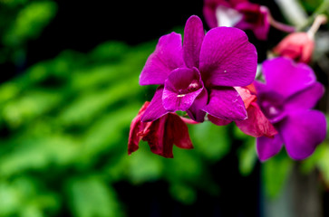 purple orchids in fresh garden , orchids flowers background