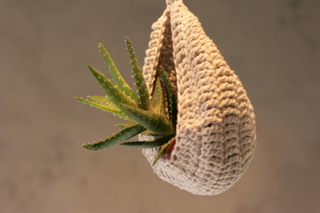  aloe green herds plants macrame indoor flowers beauty cosiness house