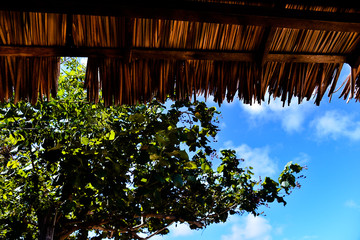 Fototapeta na wymiar ceiling of dried coconut palms and blue sky