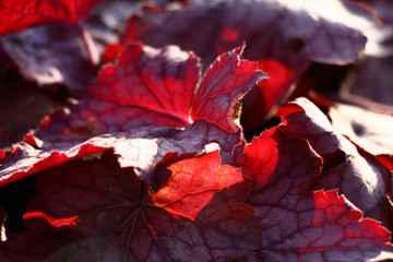 Red leaves of a heuchera in beams of the winter morning sun. Play of light and shadow.