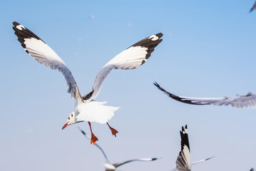 Obraz premium Seagulls are flying at the sky background.