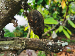 Black and dried cacao fruit due to disease. Cocoa becomes damaged due to pests
