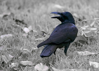 The crow looking for food 