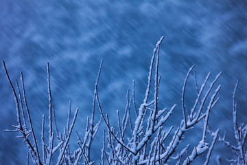 winter scene in mountain landscape, snowing on the tree