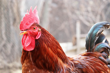 Red rooster on the free range farm, poultry concept. Portrait of the cockerel, rural scene	