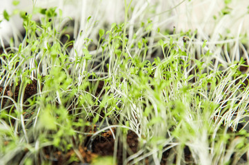 Close up, macro. Microgreen, green sorrel sprouts. Texture, background.