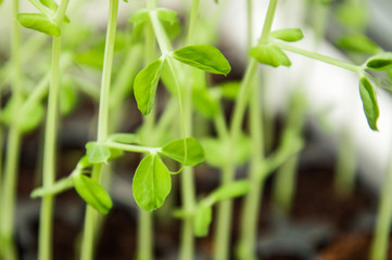 Close up, macro. Microgreen, Small juicy pea leaves. Growing greens on the windowsill.