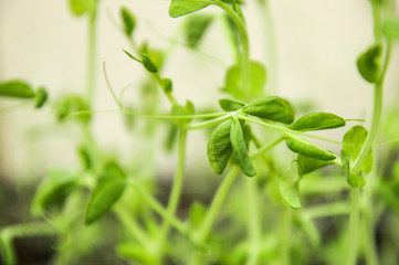 Close up, macro. Microgreen pea. Growing greens on the windowsill.