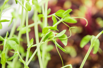 Close up. Microgreen, young green pea sprouts. Growing greens on the windowsill. Plant-based food.