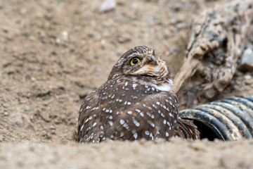 A burrowing owl in captivity due to a disfigured beak watches carefully as other birds pass over