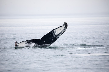 Fototapeta premium whale tail of a fin whale in canada, Saint Lawrence River