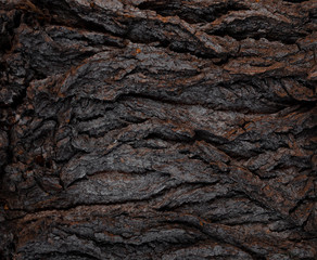 Old and winding tree bark shape