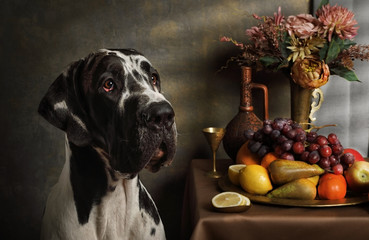 Portrait of a pedigree great Dane dog with a still life of fruit