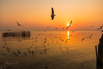 Blurred a group of seagulls flying in the dusk sunset sky with wood fence view and seascape at Bangpoo Samuthprakarn, Thailand