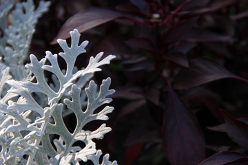 Cintrastic flowers in the garden