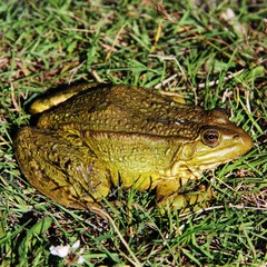 Green toad in the grass