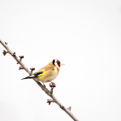 Goldfinch on a branch of a tree in wildlife