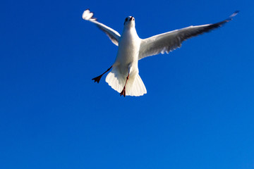 seagull flying in the blue sky 