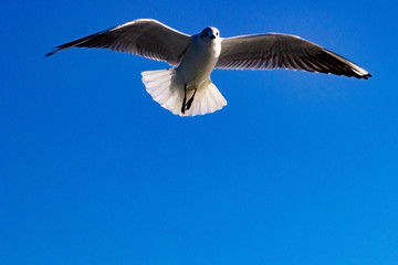 seagull flying in the blue sky 