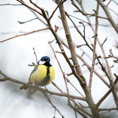 Obraz premium Blue tit on a perch in winter