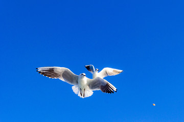 seagull flying in the blue sky 