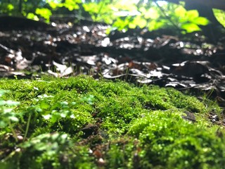 Vibrant moss