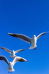 seagull flying in the blue sky 