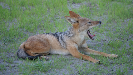 Black-backed jackal yawning