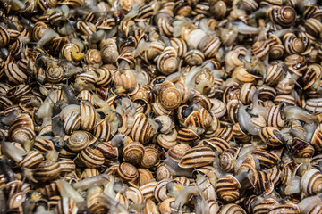 Typical dishes and Spanish cuisine