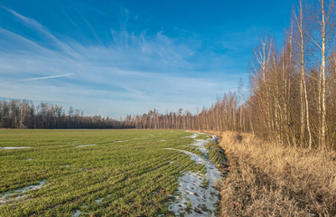 Fototapeta na wymiar Agricultural field near forest edge at spring season. Farm field with traces of agricultural machinery and snow spots near forest under blue sky. Countryside natural landscape, sunny weather.