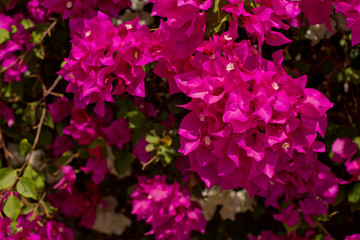 Background of red flowers. Texture.
