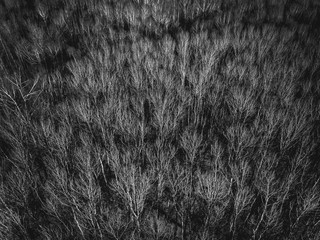 Aerial top view of leafless trees in forest. Leafless trees сaptured from above with a drone. Black and white shot of the dark gloomy landscape.