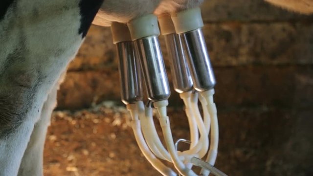 Milking machine in cowshed closeup
