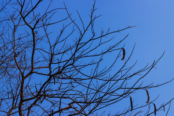 Beautiful tree on blue sky background.