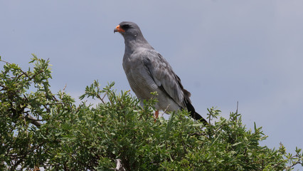 Pale chanting goshawk in a tree