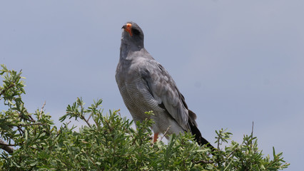 Pale chanting goshawk in a tree