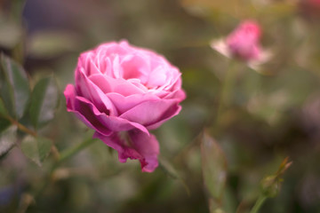 Pink rose over green background