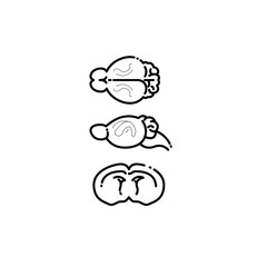 Mouse Brain Lateral Ventricles