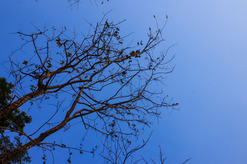Beautiful tree on blue sky background.