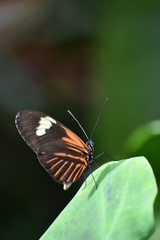 Fototapeta na wymiar black and orange butterfly on a leaf