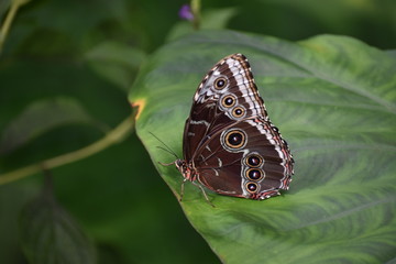 Obraz na płótnie Canvas spotted butterfly on a leaf