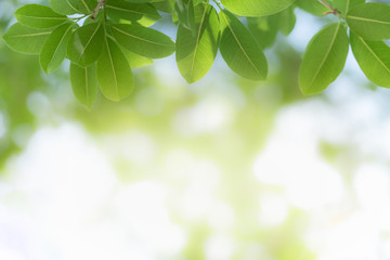 Beautiful nature view of green leaf on blurred greenery background in garden and sunlight with copy space using as background natural green plants landscape, ecology, fresh wallpaper concept.