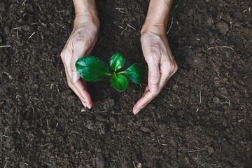 Hands of person protection growing young plant on fertile soil for agriculture or save earth,nature...
