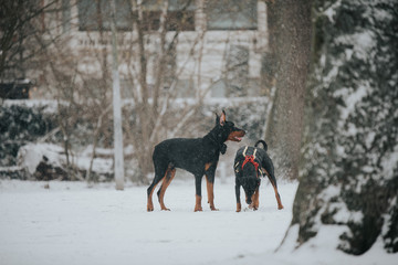 dogs amsterdam park in winter snowy day