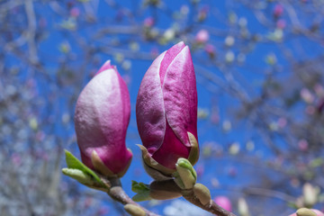 Fototapeta premium Pink magnolia flower.