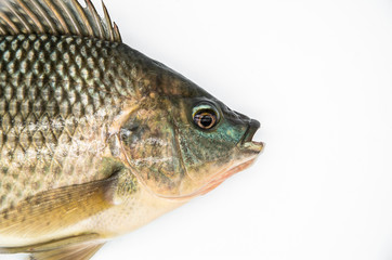 Tilapia white background
