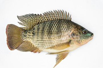 Tilapia white background