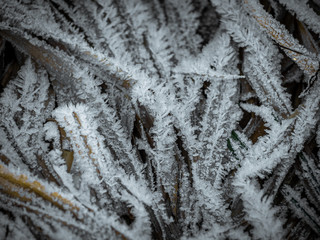 Dry sedge stems covered by hoarfrost. Dry grass during the frost from autumn to winter season, close up view. 